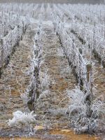 vignes (14).JPG